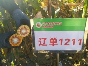 2018网红种子,揭秘年度最具影响力的网络红人